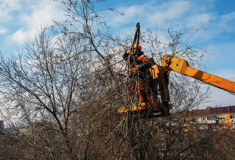 Commercial Tree Service