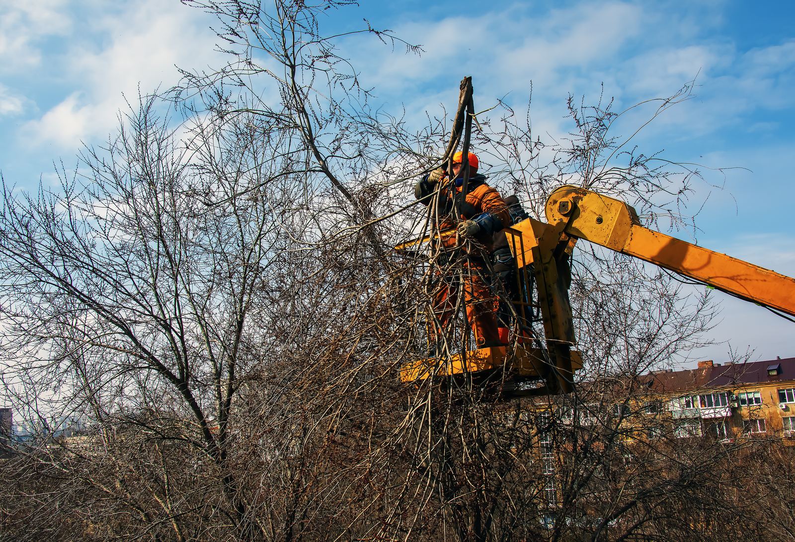 Commercial Tree Service in progress