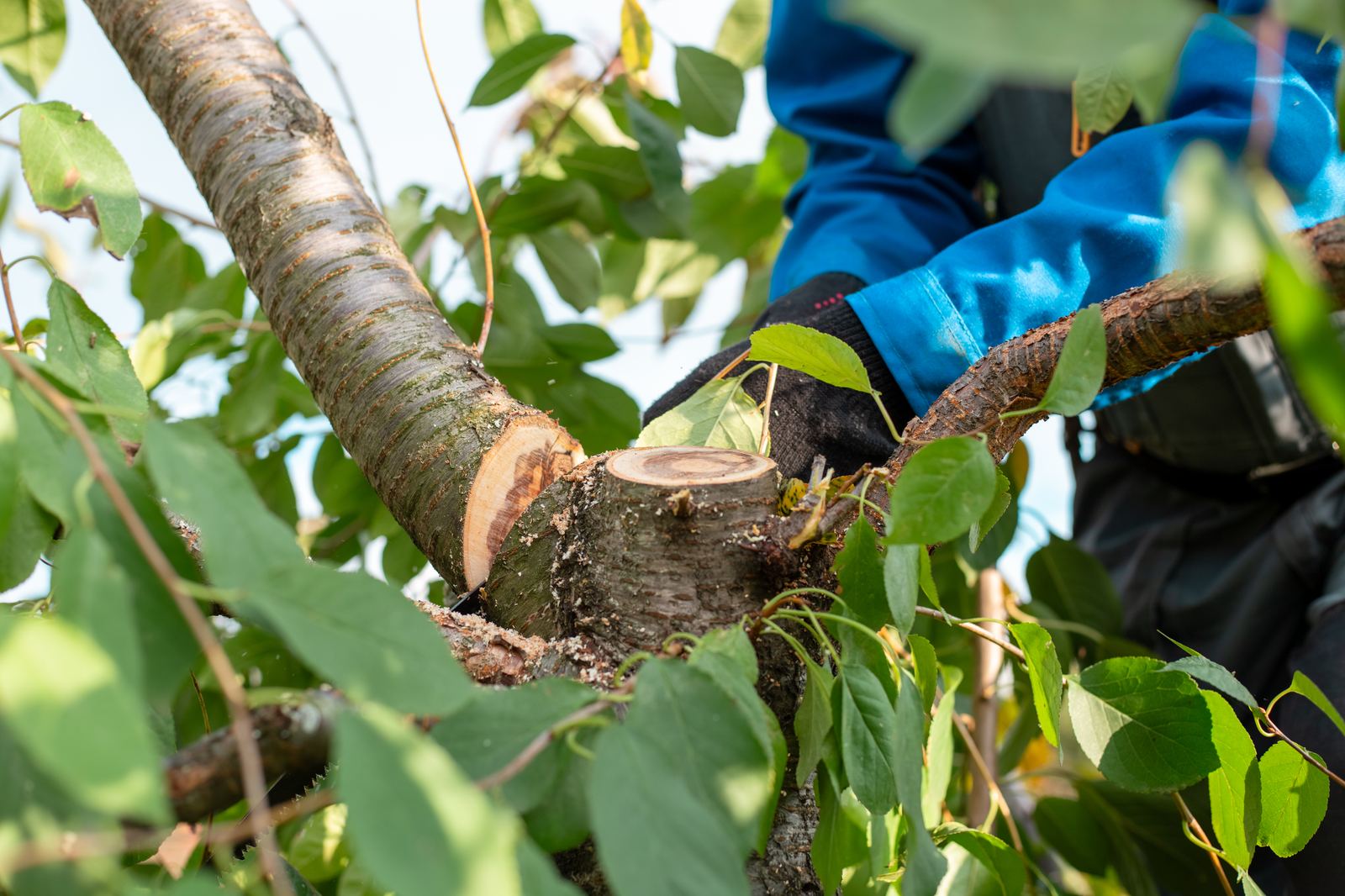 Tree Health & Disease Treatment in progress