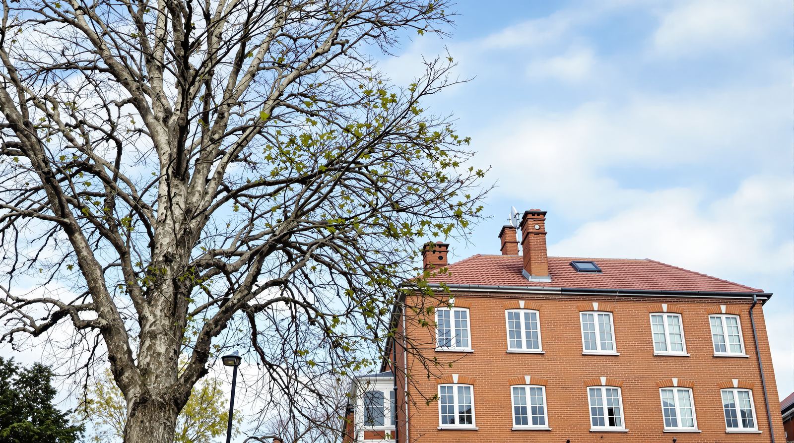 Arborist Consultation in progress