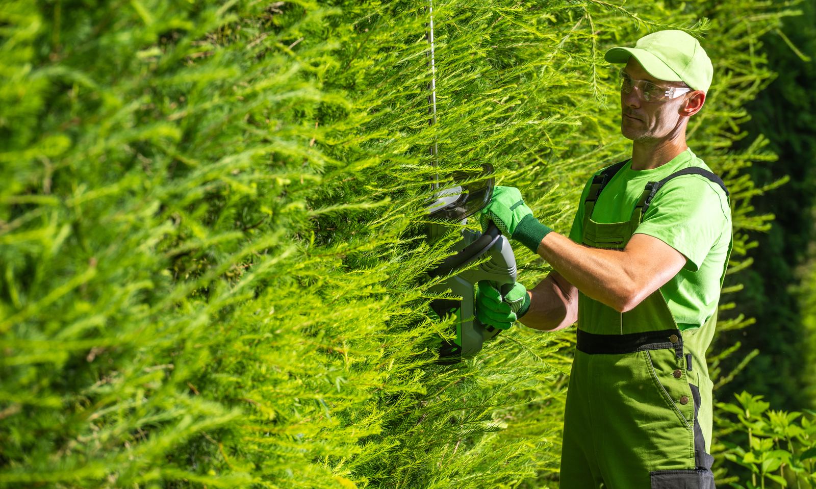 Hedge & Shrub Trimming in progress