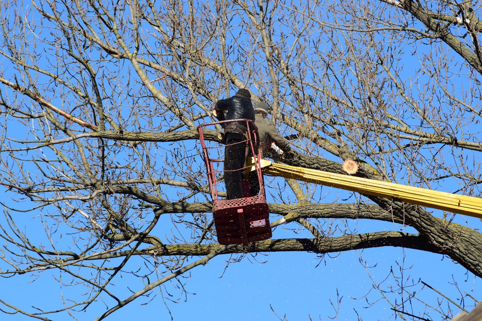 Tree Trimming in progress