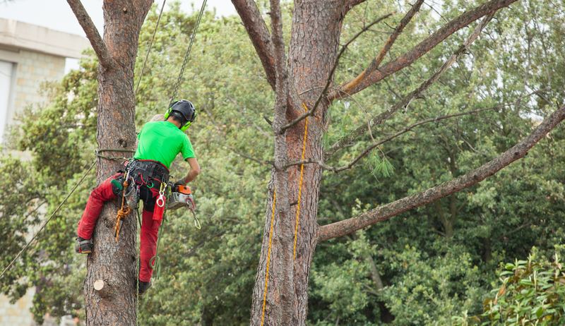 Tree Pruning