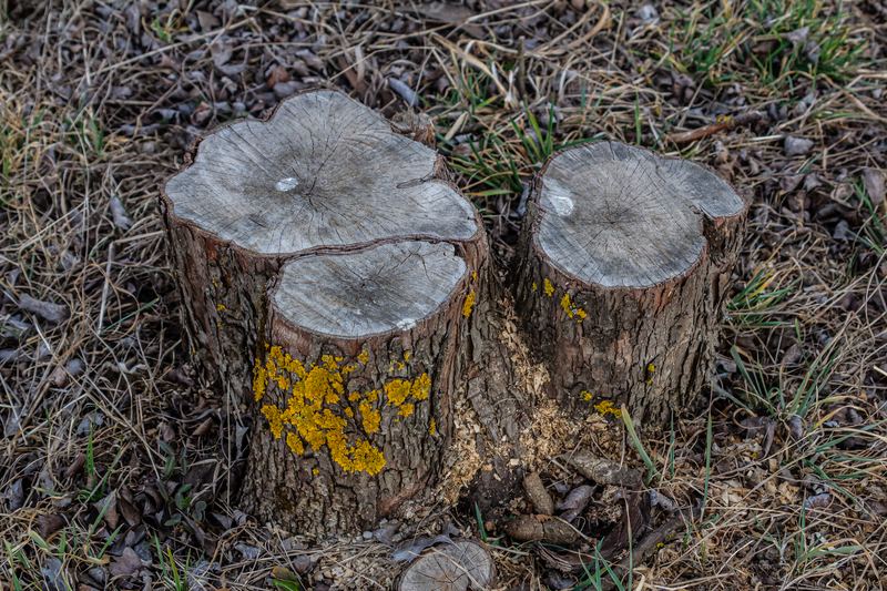 Root Barrier & Root Management