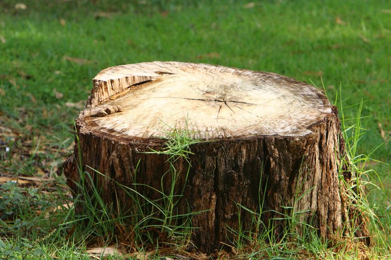 Stump Removal